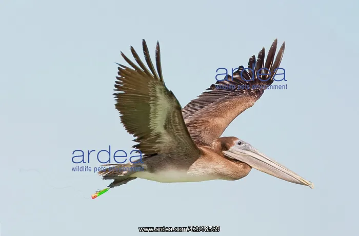 : Brown Pelican - in flight with fishing hook and : Brown Pelican - in flight with fishing hook and