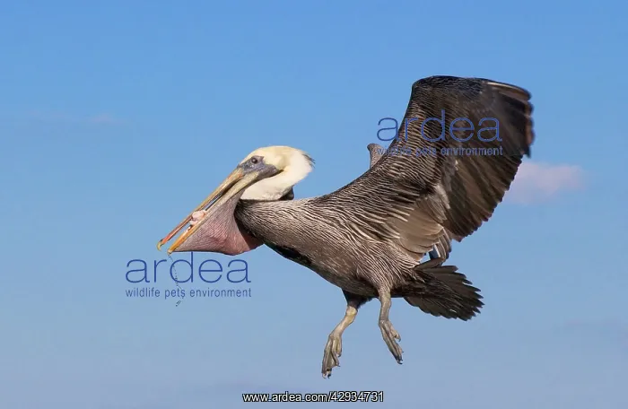 : Brown Pelican - In flight returning from fishing : Brown Pelican - In flight returning from fishing