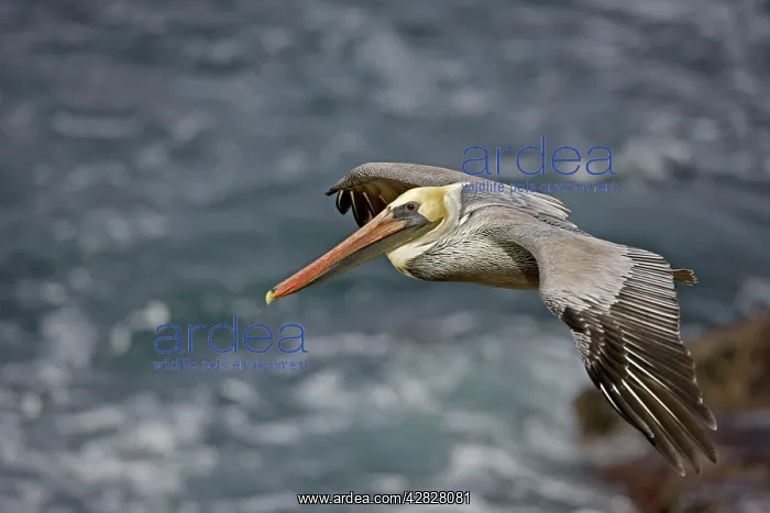 : Brown Pelican - in flight over sea : Brown Pelican - in flight over sea