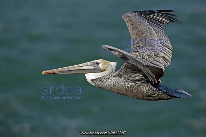 : Brown Pelican - in flight over sea : Brown Pelican - in flight over sea