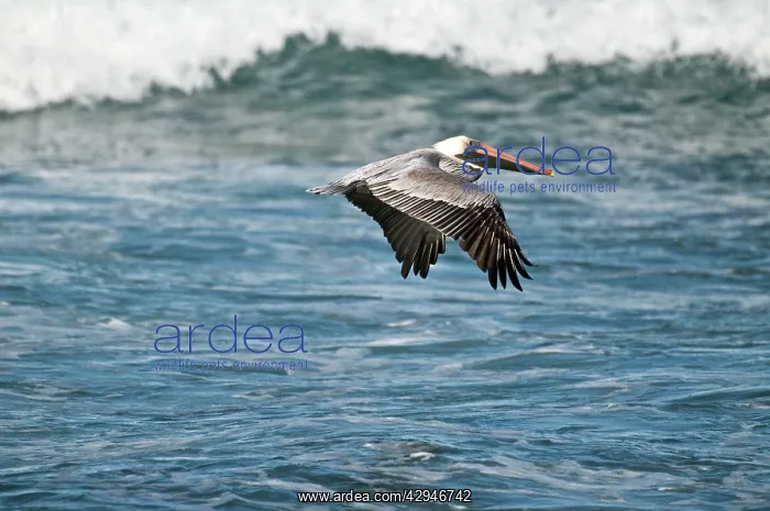 : Brown Pelican - in flight over sea : Brown Pelican - in flight over sea