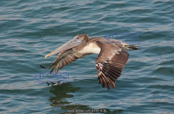 : Brown Pelican - in flight over water : Brown Pelican - in flight over water