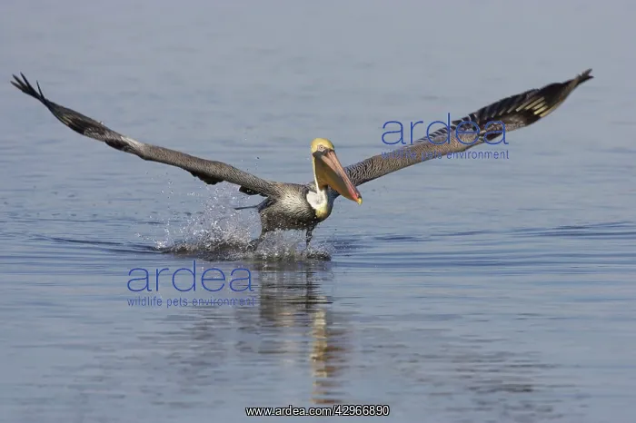 : Brown Pelican - in flight above water - Ding darling : Brown Pelican - in flight above water - Ding darling