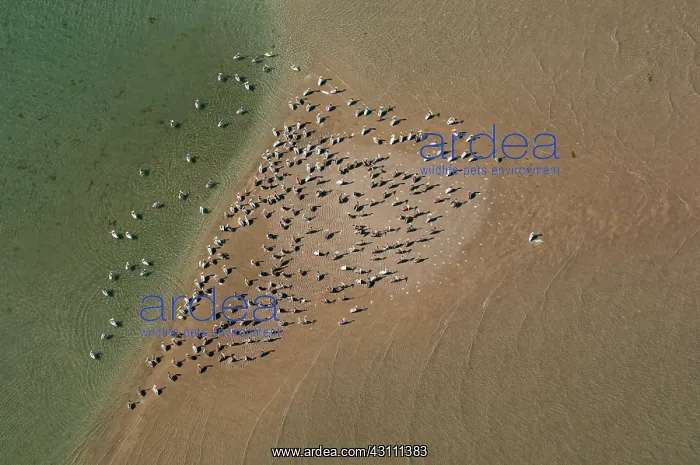 : Brown Pelican flock : Brown Pelican flock