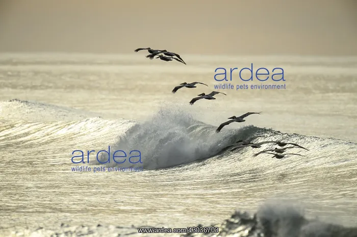 : Brown Pelican - Flock of Brown Pelicans flying over : Brown Pelican - Flock of Brown Pelicans flying over