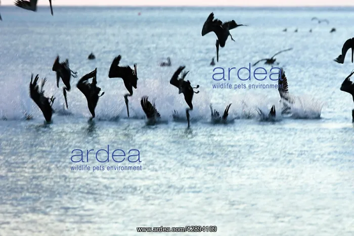  : Brown Pelican - flock diving into water