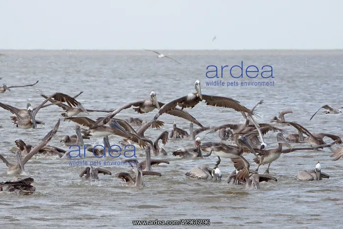  : Brown Pelican - flock feeding offshore