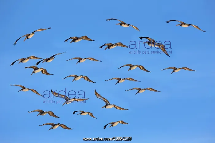 : Brown Pelican - flock in fight : Brown Pelican - flock in fight