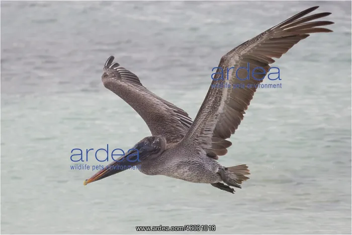 : Brown Pelican - Flying off the coast of Rabida Island : Brown Pelican - Flying off the coast of Rabida Island