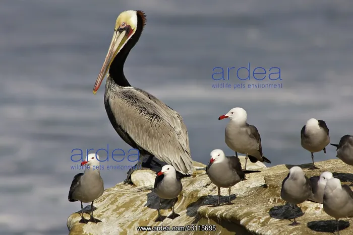 : Brown Pelican and Heermann's Gulls : Brown Pelican and Heermann's Gulls