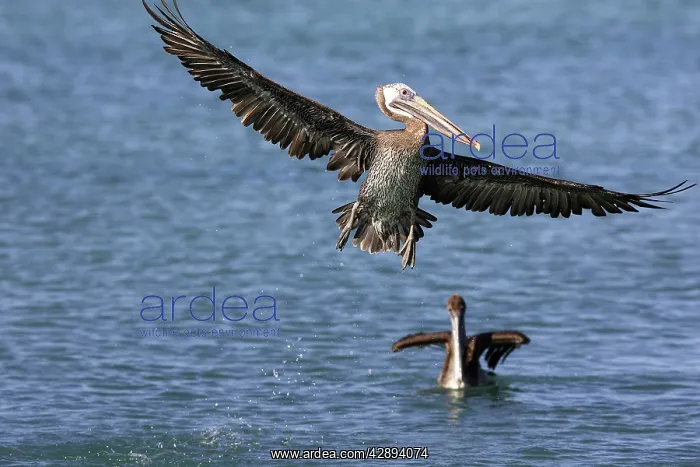: Brown Pelican - immature in flight : Brown Pelican - immature in flight