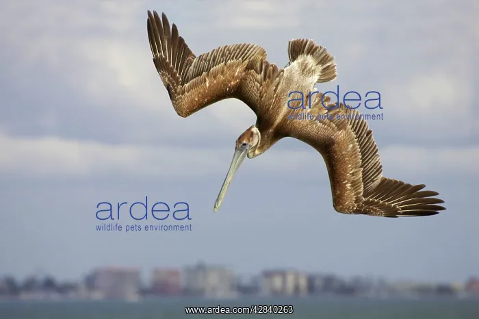 : Brown Pelican - juvenile plunge diving : Brown Pelican - juvenile plunge diving