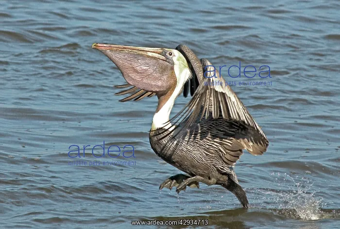 : Brown Pelican, landing on water. Pouch full of baitfish : Brown Pelican, landing on water. Pouch full of baitfish