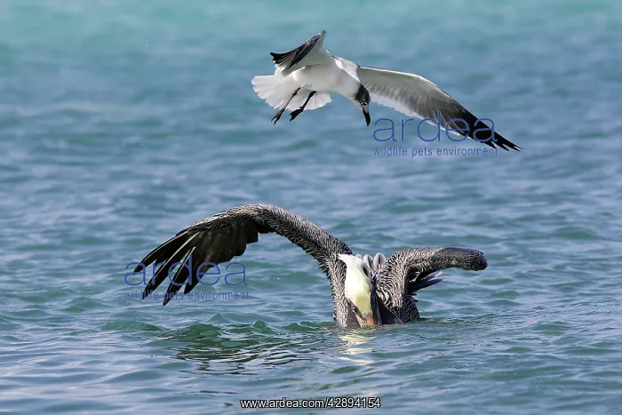  : Brown Pelican - and Laughing Gull (Larus atricilla)