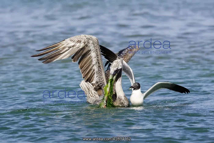  : Brown Pelican - and Laughing Gull (Larus atricilla)
