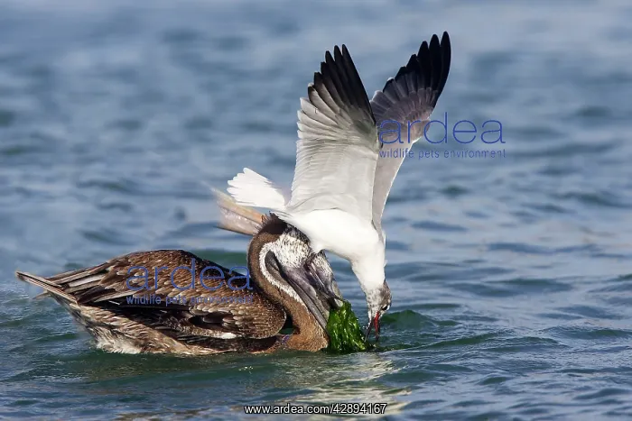 : Brown Pelican - and Laughing Gull (Larus atricilla) : Brown Pelican - and Laughing Gull (Larus atricilla)