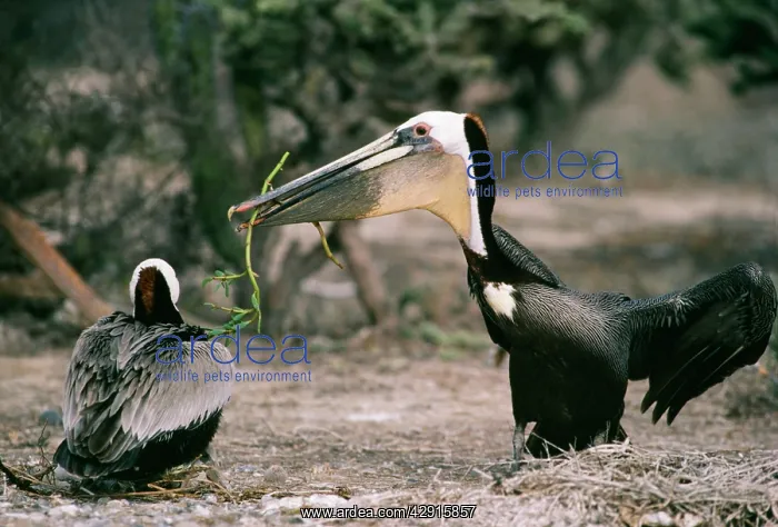 : Brown PELICAN - male offering nesting material : Brown PELICAN - male offering nesting material