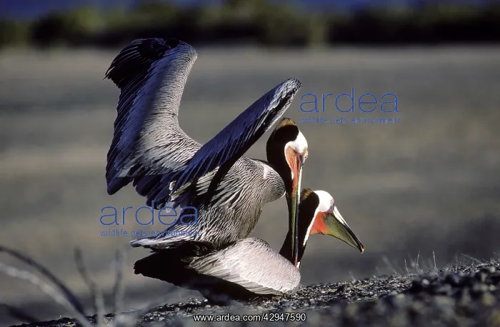 : Brown Pelican - mating