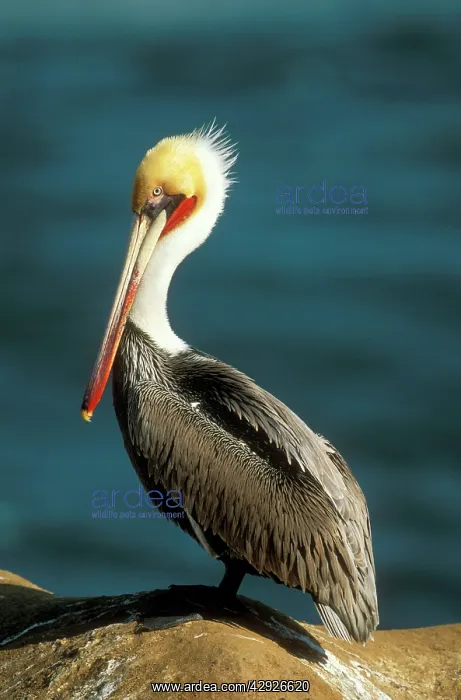 : Brown PELICAN - non-breeding adult : Brown PELICAN - non-breeding adult