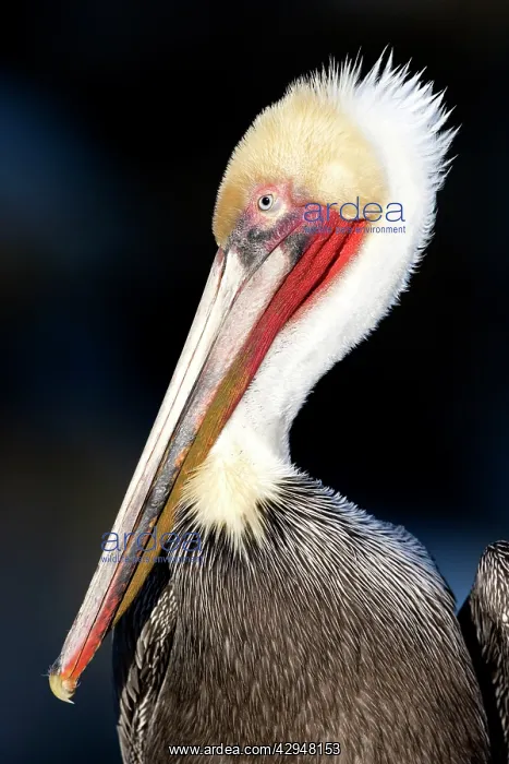 : Brown Pelican - Nonbreeding adult (neck is all white) : Brown Pelican - Nonbreeding adult (neck is all white)