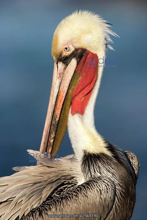 : Brown Pelican - nonbreeding adult preening : Brown Pelican - nonbreeding adult preening