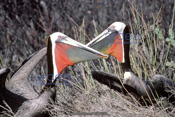 : Brown Pelican - pair displaying near their nest : Brown Pelican - pair displaying near their nest