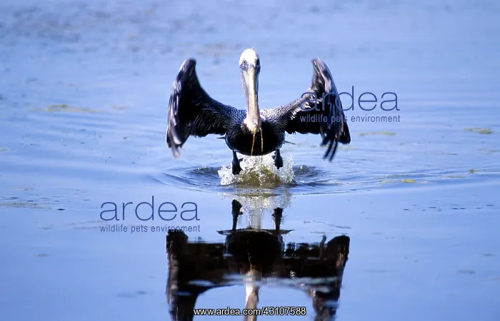 : Brown Pelican (Pelecanus occidentalis) : Brown Pelican (Pelecanus occidentalis)