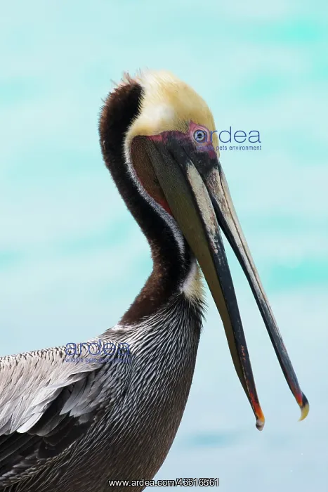 : Brown Pelican (Pelecanus occidentalis), animal portrait : Brown Pelican (Pelecanus occidentalis), animal portrait
