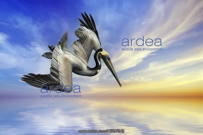 : Brown pelican (Pelecanus occidentalis), Brown Pelican : Brown pelican (Pelecanus occidentalis), Brown Pelican