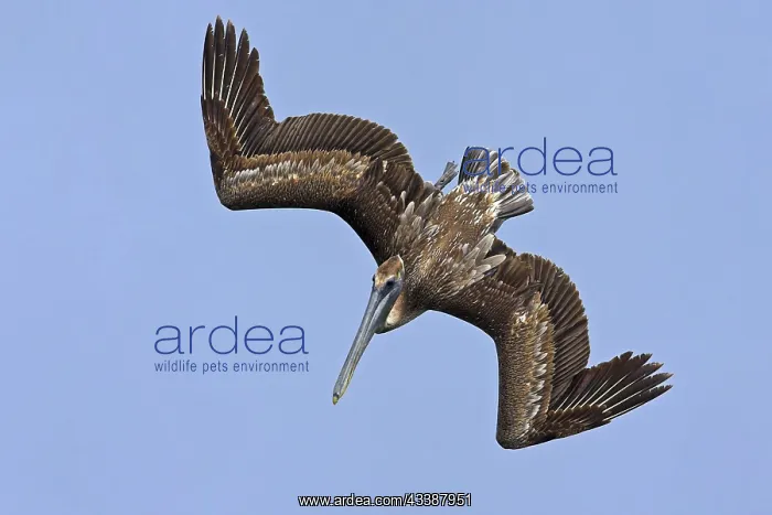 : Brown pelican (Pelecanus occidentalis), Brown Pelican : Brown pelican (Pelecanus occidentalis), Brown Pelican