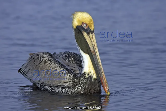  : Brown pelican (Pelecanus occidentalis), Brown Pelican