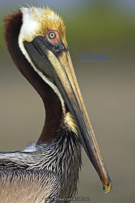  : Brown pelican (Pelecanus occidentalis), Brown Pelican