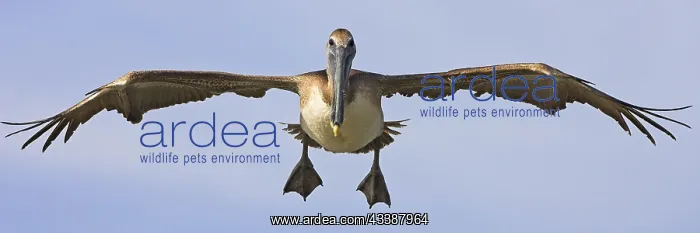 : Brown pelican (Pelecanus occidentalis), Brown Pelican : Brown pelican (Pelecanus occidentalis), Brown Pelican