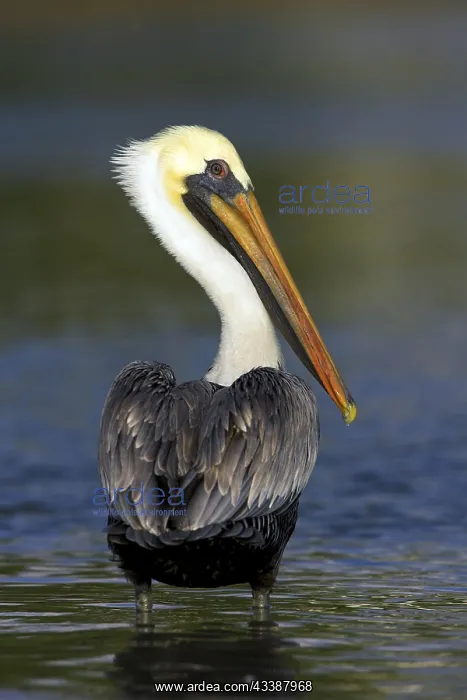 : Brown pelican (Pelecanus occidentalis), Brown Pelican : Brown pelican (Pelecanus occidentalis), Brown Pelican