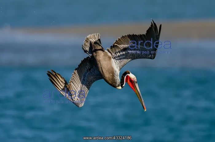 : Brown Pelican (Pelecanus occidentalis) diving into : Brown Pelican (Pelecanus occidentalis) diving into