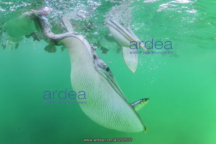 : Brown pelican (Pelecanus occidentalis) feeding underwater : Brown pelican (Pelecanus occidentalis) feeding underwater