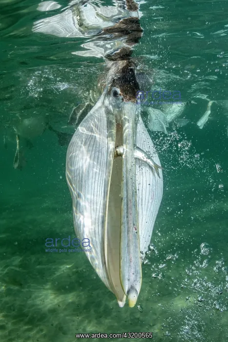 : Brown pelican (Pelecanus occidentalis) feeding underwater : Brown pelican (Pelecanus occidentalis) feeding underwater