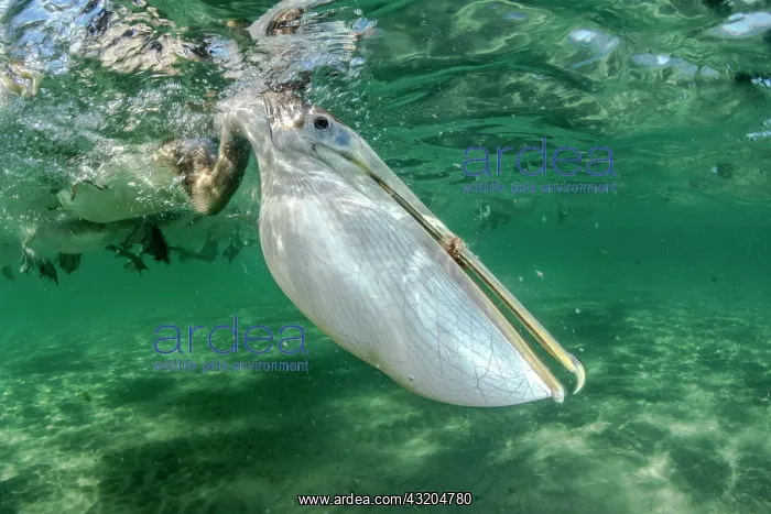: Brown pelican (Pelecanus occidentalis) feeding underwater : Brown pelican (Pelecanus occidentalis) feeding underwater