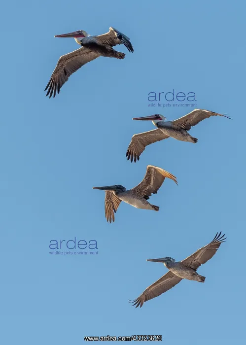 : Brown pelican, Pelecanus occidentalis in flight : Brown pelican, Pelecanus occidentalis in flight