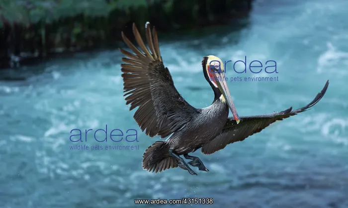 : Brown pelican (Pelecanus occidentalis), La Jolla : Brown pelican (Pelecanus occidentalis), La Jolla