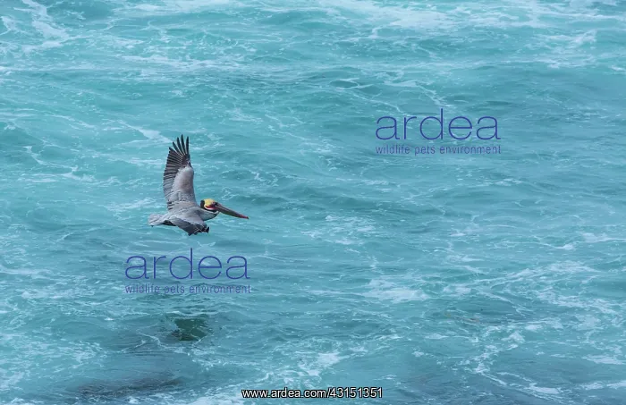 : Brown pelican (Pelecanus occidentalis), La Jolla : Brown pelican (Pelecanus occidentalis), La Jolla