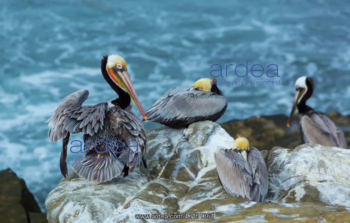: Brown pelican (Pelecanus occidentalis), La Jolla : Brown pelican (Pelecanus occidentalis), La Jolla