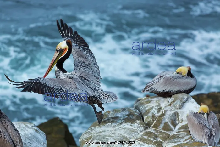 : Brown pelican (Pelecanus occidentalis), La Jolla : Brown pelican (Pelecanus occidentalis), La Jolla