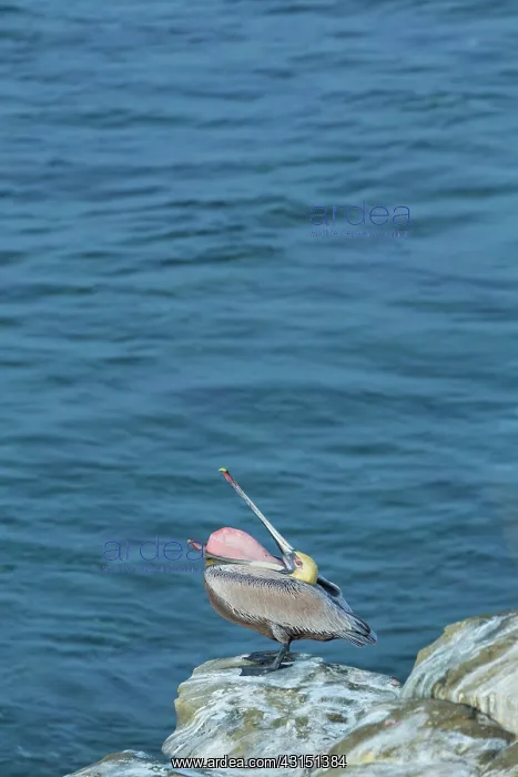 : Brown pelican (Pelecanus occidentalis), La Jolla : Brown pelican (Pelecanus occidentalis), La Jolla