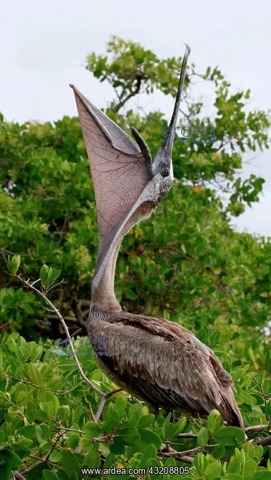: Brown pelican (Pelecanus occidentalis) is sittin : Brown pelican (Pelecanus occidentalis) is sittin