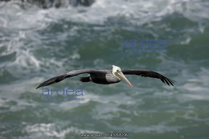 : Brown Pelican (Pelecanus occidentalis) - Southern : Brown Pelican (Pelecanus occidentalis) - Southern
