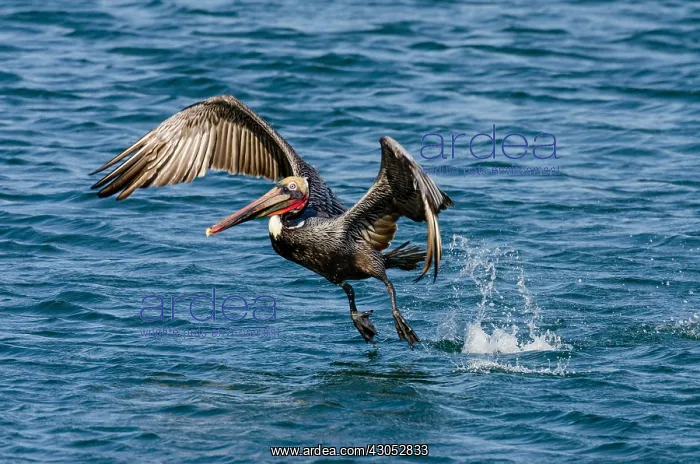 : Brown Pelican (Pelecanus occidentalis) taking flight : Brown Pelican (Pelecanus occidentalis) taking flight