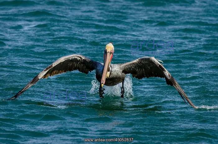 : Brown Pelican (Pelecanus occidentalis) taking flight : Brown Pelican (Pelecanus occidentalis) taking flight