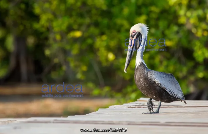 : Brown Pelican (Pelecanus occidentalis) walking : Brown Pelican (Pelecanus occidentalis) walking