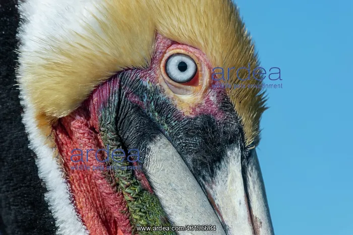 : Brown pelican (Pelicanus occidentalis) Baja California : Brown pelican (Pelicanus occidentalis) Baja California